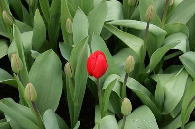 Close-up of red tulip flowers