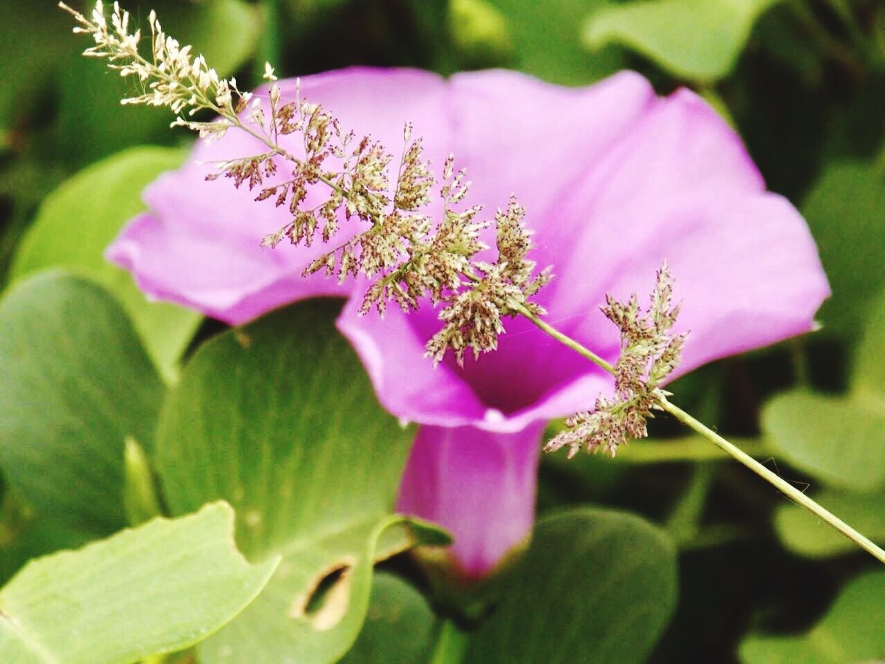 freshness, fragility, flower, growth, close-up, petal, beauty in nature, flower head, in bloom, nature, springtime, pink color, selective focus, botany, plant, blossom, season, stem, stamen, focus on foreground, softness, day, plant life, formal garden, blooming, green color, no people, pistil, growing, vibrant color