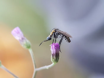 Close-up of insect on flower