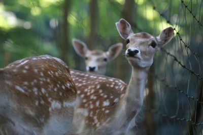 Close-up of deer