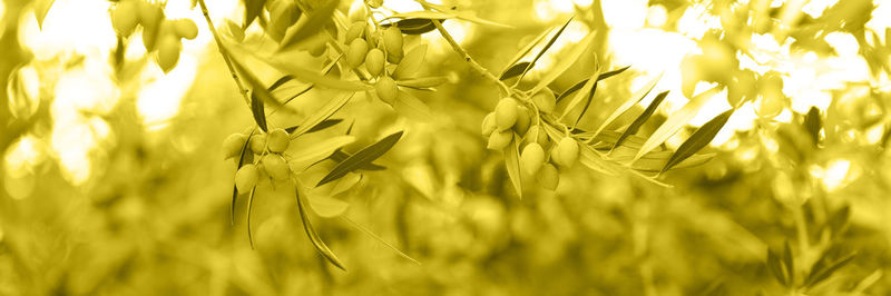 Green olives grow on a olive tree branch in the garden. selective focus. 