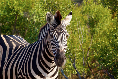 Close-up portrait of zebra against trees