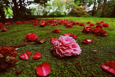 Close-up of red flowers blooming in park