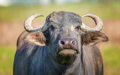 Close-up of horse outdoors