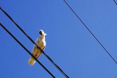 Low angle view of birds against clear blue sky