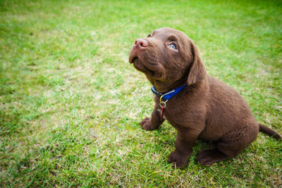 Dog standing on grassy field