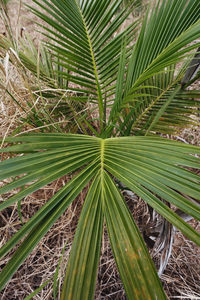 High angle view of palm trees