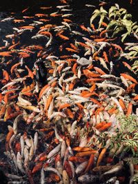 High angle view of koi fish in water