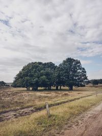 Trees on field against sky