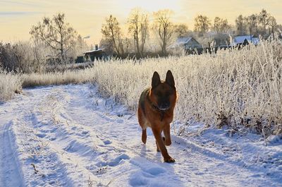 Dog on snow covered land