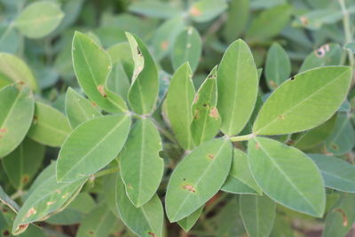 Close-up of fresh green leaves on plant in field