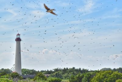 Birds flying over lighthouse against sky
