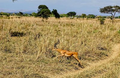 View of impala on field