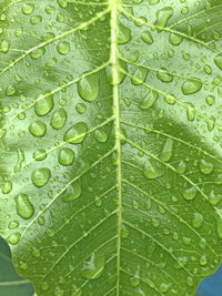 Full frame shot of raindrops on leaves