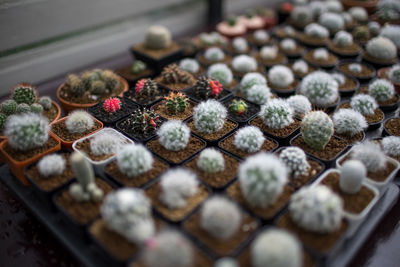 High angle view of succulent plant for sale