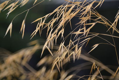 Close-up of plant leaves