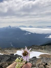 Close-up of flowering plant against rock