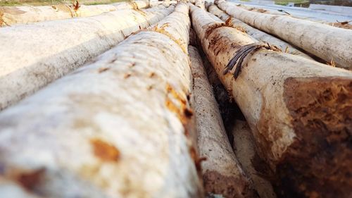 Stack of logs