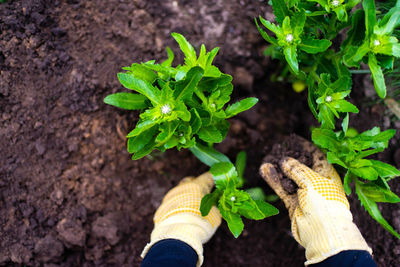 Cropped hand of woman holding plant