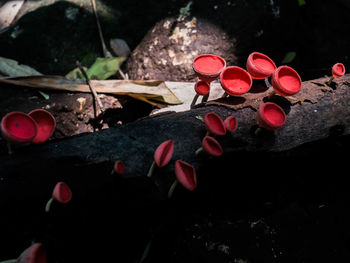 High angle view of red flowering plant