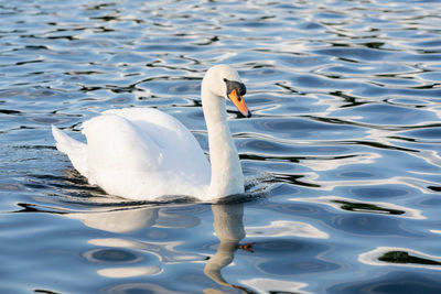 Swan swimming in lake