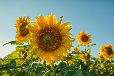 Close-up of sunflower