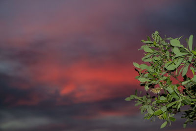 Low angle view of tree against sky