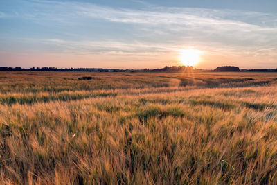 Scenic view of field against sky during sunset