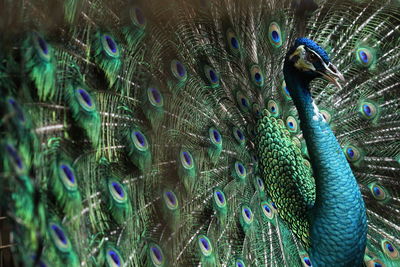 Close-up of peacock