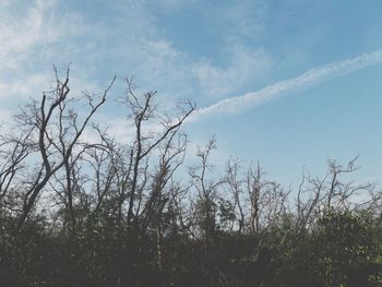 Low angle view of trees against sky