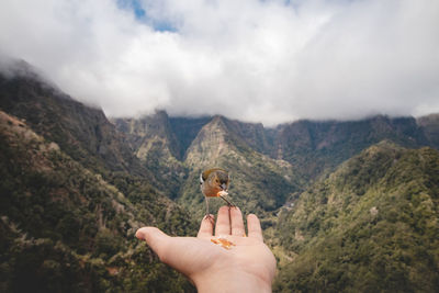 Madeiran chaffinch has flown to man's hand for food crumbs. levada dos balcoes, madeira, portugal