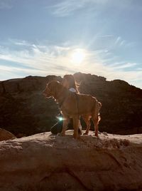 View of dog on mountain against sky