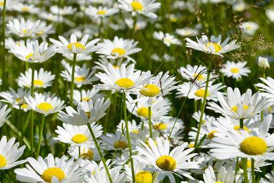 Close-up of white daisy flowers