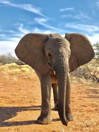 View of elephant on field