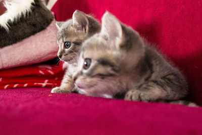 Close-up of cat resting on bed