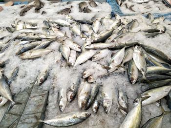 High angle view of fish for sale in market