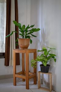 Potted plant on table at home