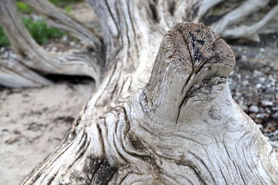 Close-up of driftwood on tree trunk