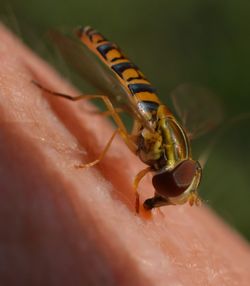 Close-up of insect on hand