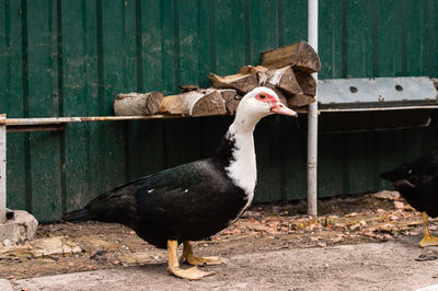 Close-up of bird