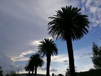 Low angle view of palm trees against sky