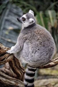 Close-up of lizard on tree
