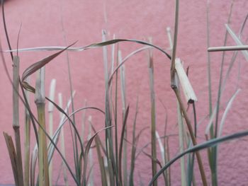 Close-up of bird perching on pink wall