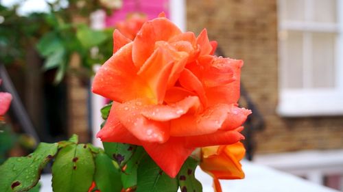 Close-up of flower blooming outdoors