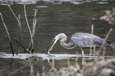 View of birds in lake