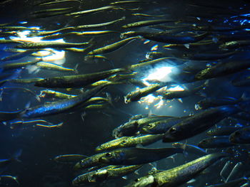 Fish swimming in sea