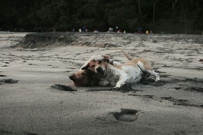 Dog relaxing on sand at beach