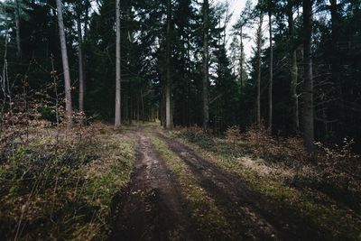 Scenic view of forest