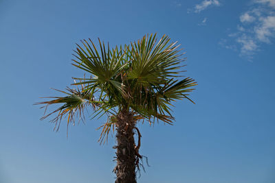 Palms along the beach