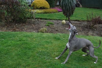 Dog on grassy field